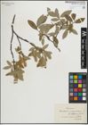 Foto von Salix glauca L. x Salix phylicifolia L.